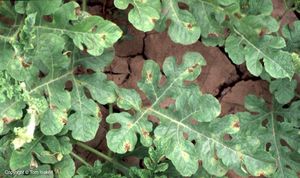 uploads/images/disease/downy mildew of water melon.jpg